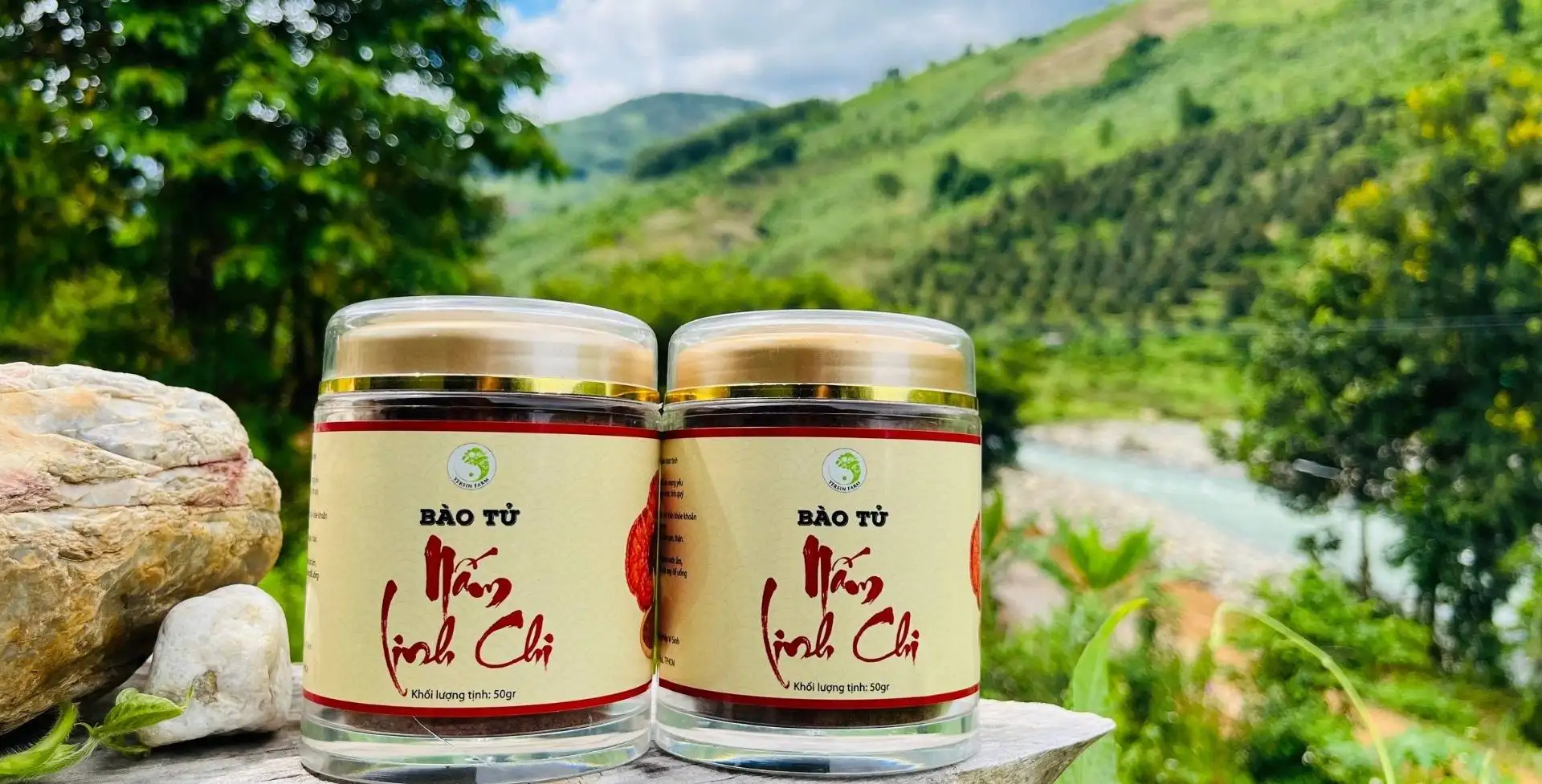 Bào tử nấm linh chi phá vách Bào tử nấm linh chi phá vách