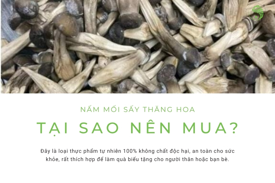 Tại sao nên mua nấm mối sấy thăng hoa thay vì nấm tươi? Tại sao nên mua nấm mối sấy thăng hoa thay vì nấm tươi?