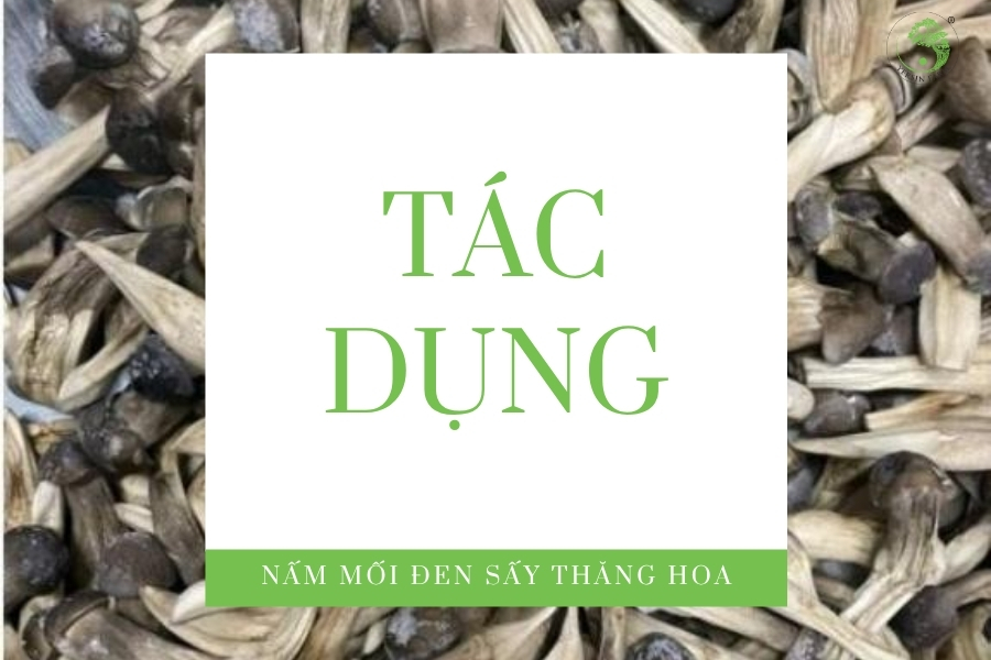 Tác dụng của nấm mối đen sấy thăng hoa đối với sức khỏe Tác dụng của nấm mối đen sấy thăng hoa đối với sức khỏe