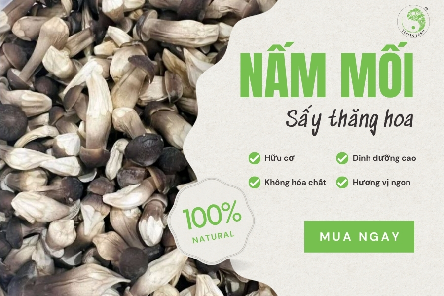 Nấm mối sấy thăng hoa - Món quà sức khỏe cho người thân yêu Nấm mối sấy thăng hoa - Món quà sức khỏe cho người thân yêu