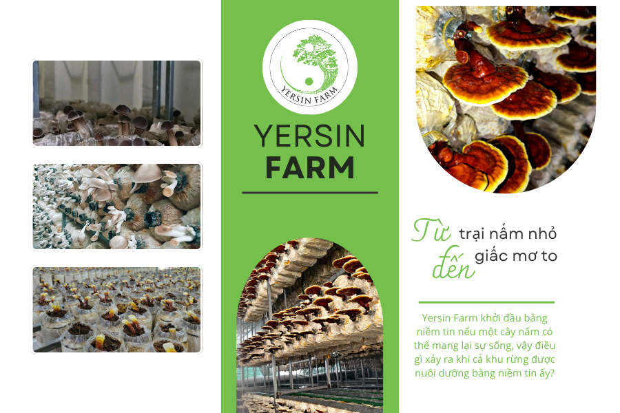 Từ một trại nấm nhỏ đến giấc mơ to