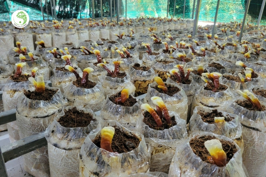 Những hạt mầm hồi sinh ở Tà Giang Những hạt mầm hồi sinh ở Tà Giang