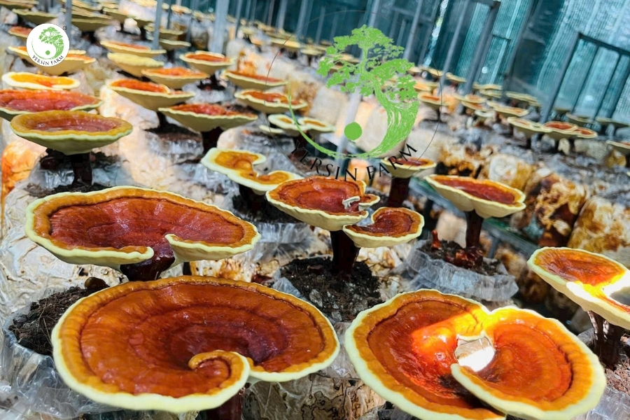 Vì sao Yersin Farm chọn làm nông nghiệp sinh thái? Vì sao Yersin Farm chọn làm nông nghiệp sinh thái?