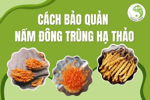 Cách bảo quản đông trùng hạ thảo