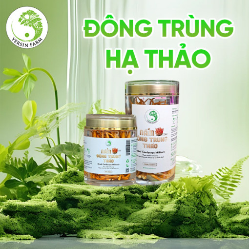 Đông trùng hạ thảo yersinfarm