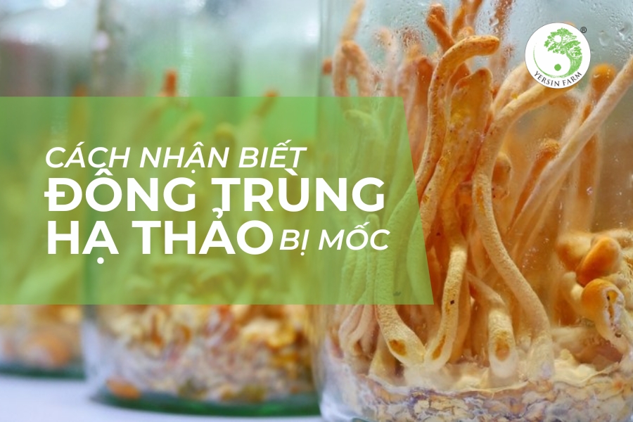 Cách nhận biết đông trùng hạ thảo bị mốc