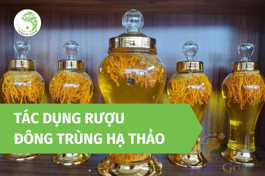 Tác dụng rượu đông trùng hạ thảo là gì? Những điều cần biết
