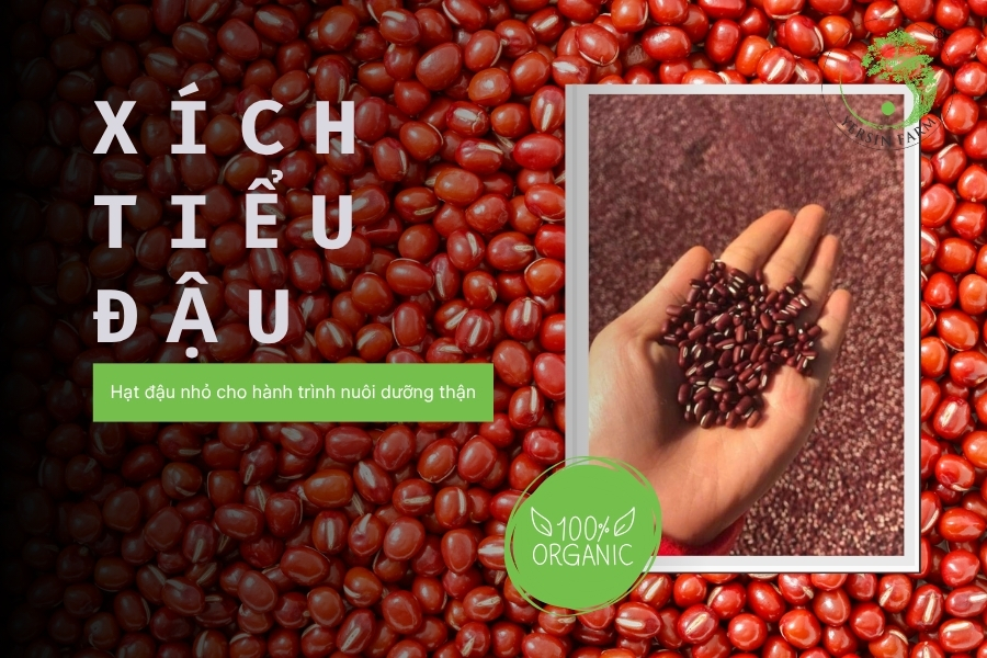 Xích tiểu đậu - hạt đậu nhỏ cho hành trình nuôi dưỡng thận